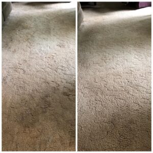 Hillsboro Carpet Cleaner